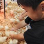 アニタッチみなとみらい店で、子どもが小さなひよこを両手にそっと抱き上げている様子。